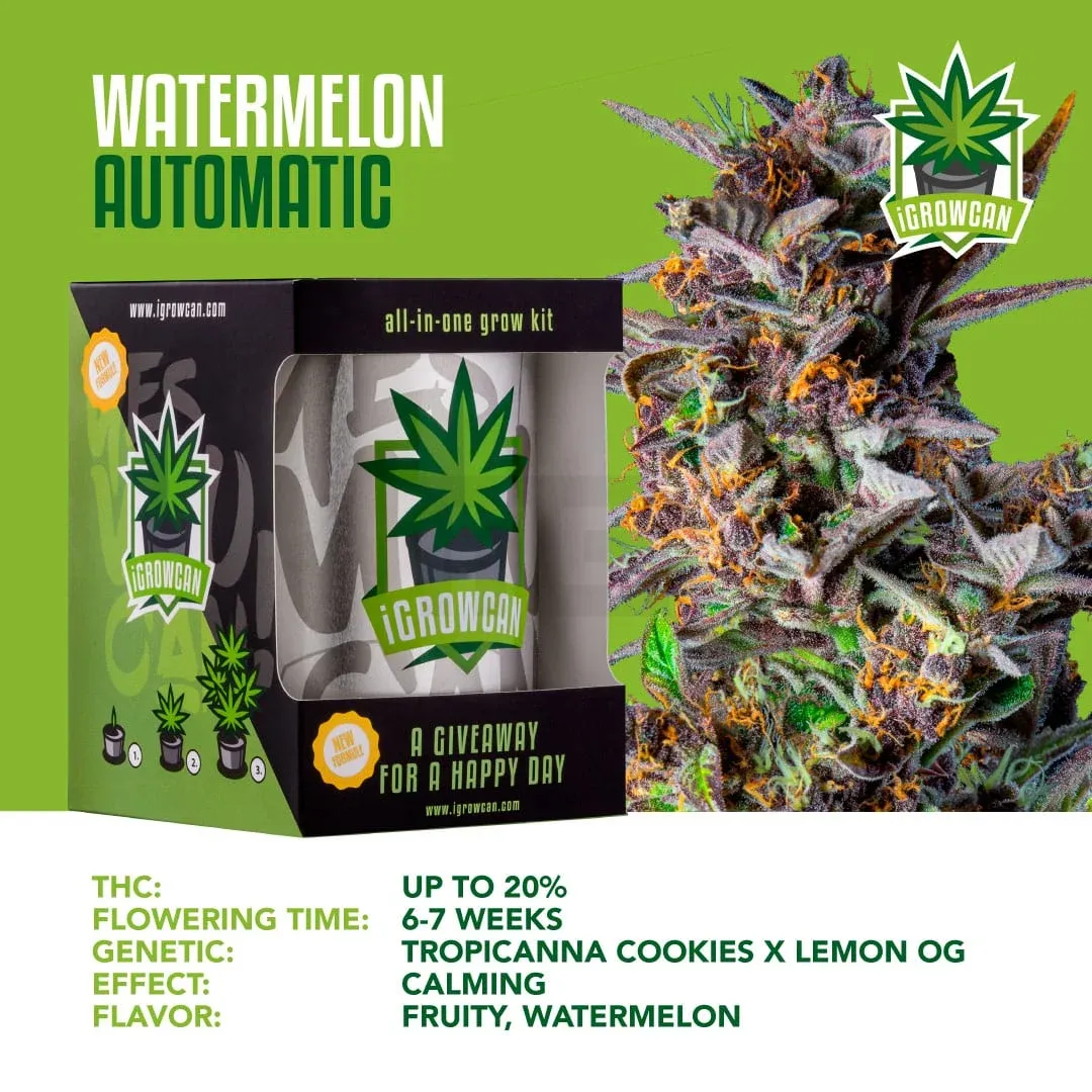 iGrowCan – Automatic – Watermelon – Bild 2