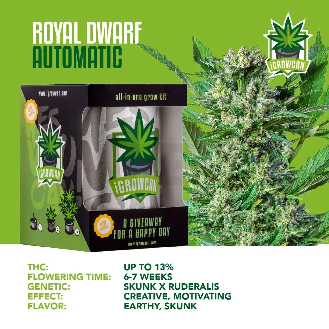 iGrowCan – Automatic – Royal Dwarf